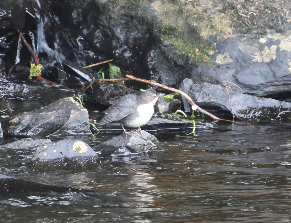 White-throated Dipper - ML620696171