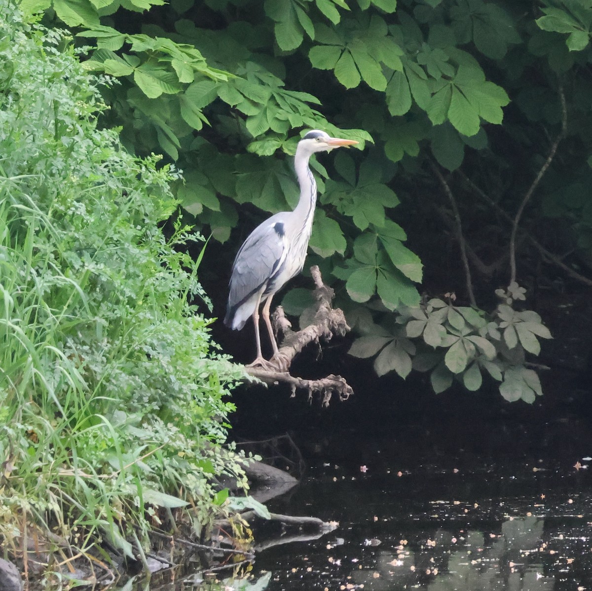 Gray Heron - ML620696174