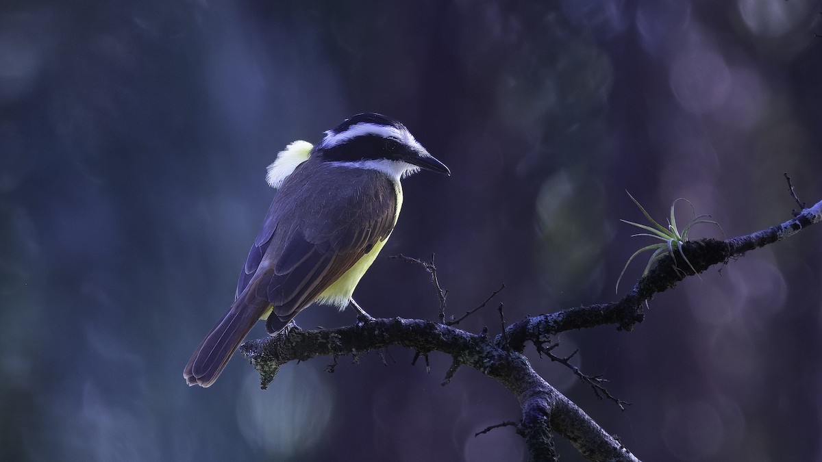 Great Kiskadee - ML620696179