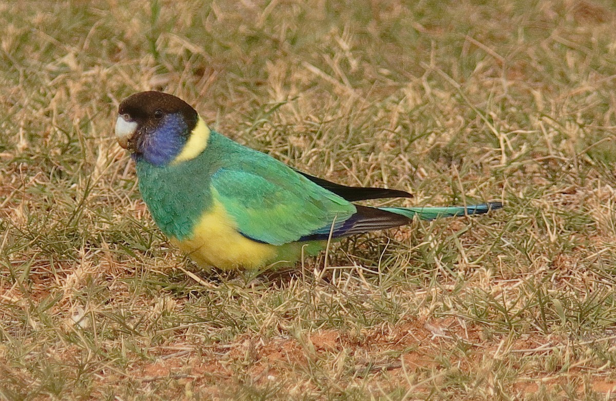 Perico de Port Lincoln (zonarius) - ML620696183