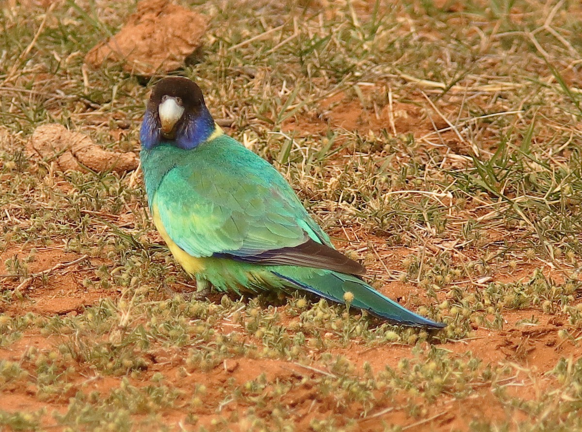 Australian Ringneck (Port Lincoln) - ML620696184