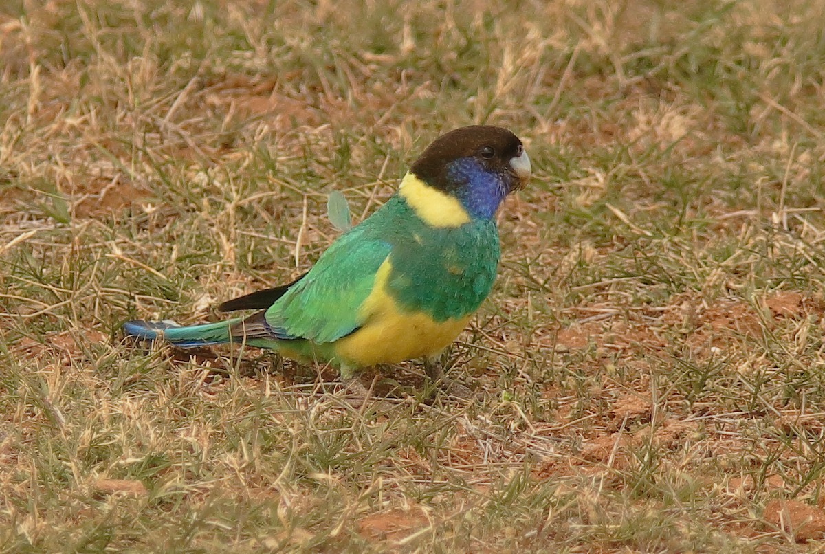 Perico de Port Lincoln (zonarius) - ML620696185