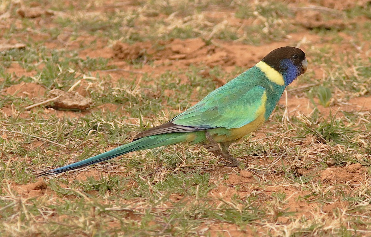 Perico de Port Lincoln (zonarius) - ML620696186