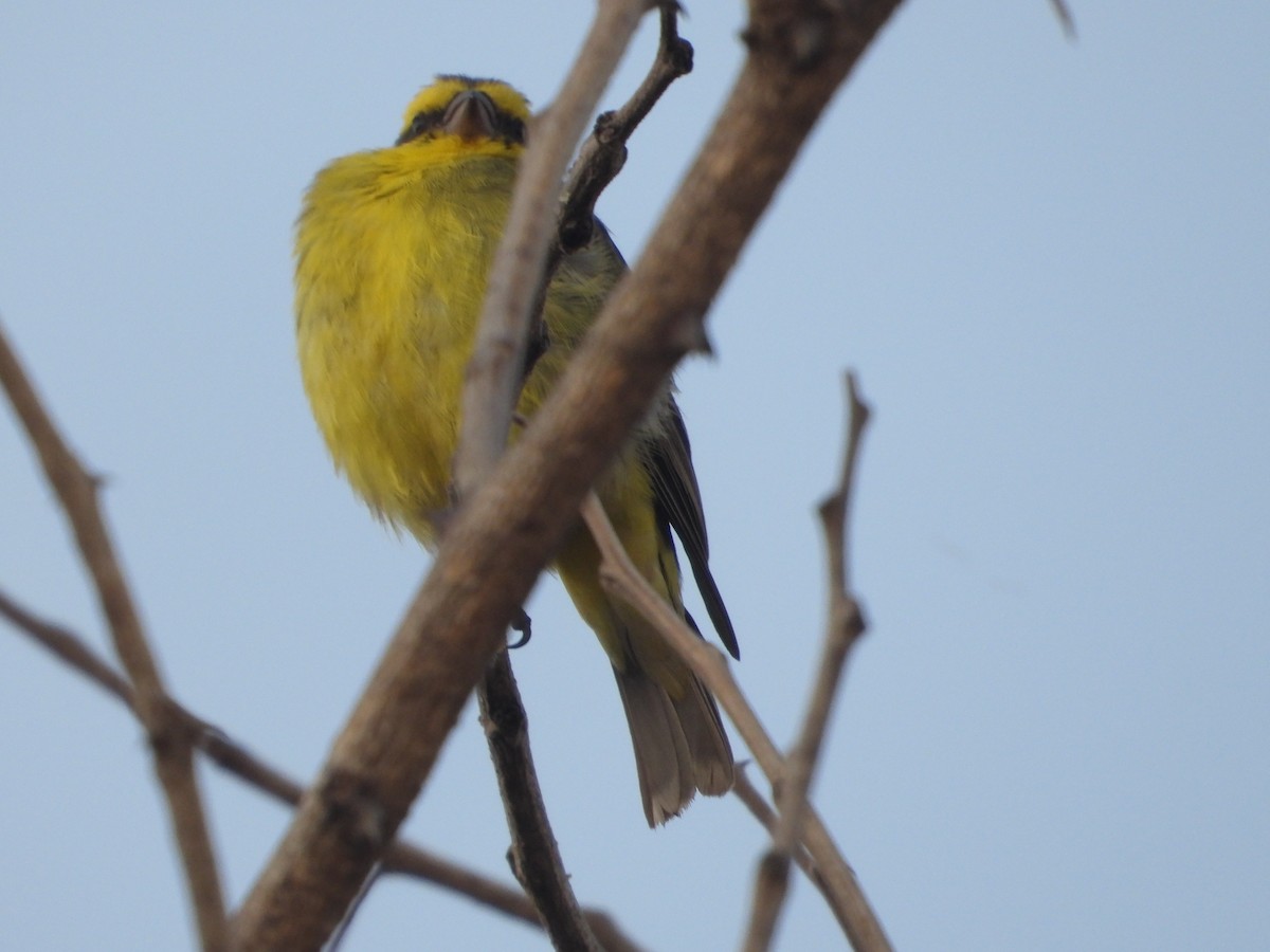 Serin à masque noir - ML620696187