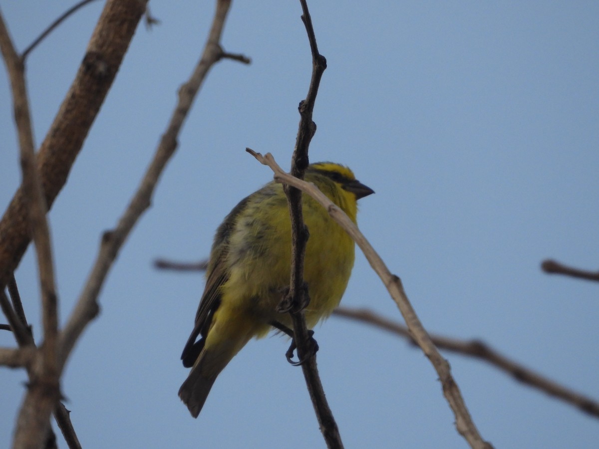 Black-faced Canary - ML620696188