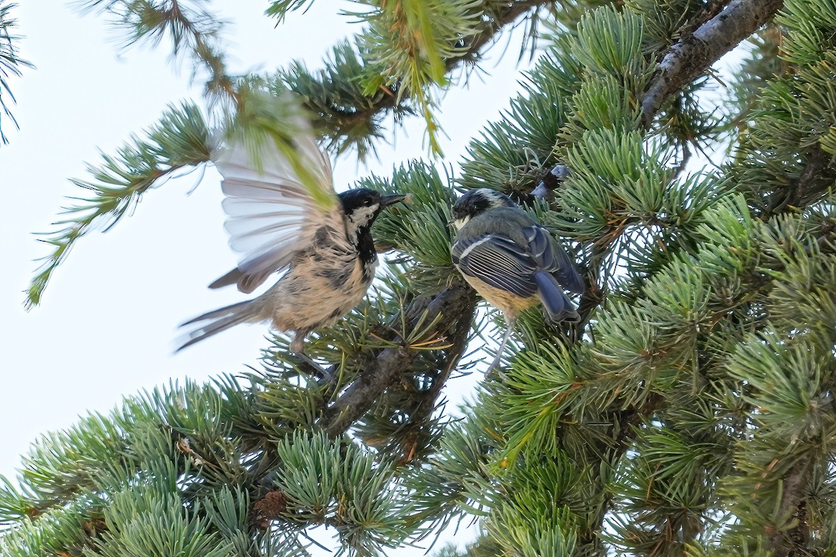 Coal Tit - ML620696192