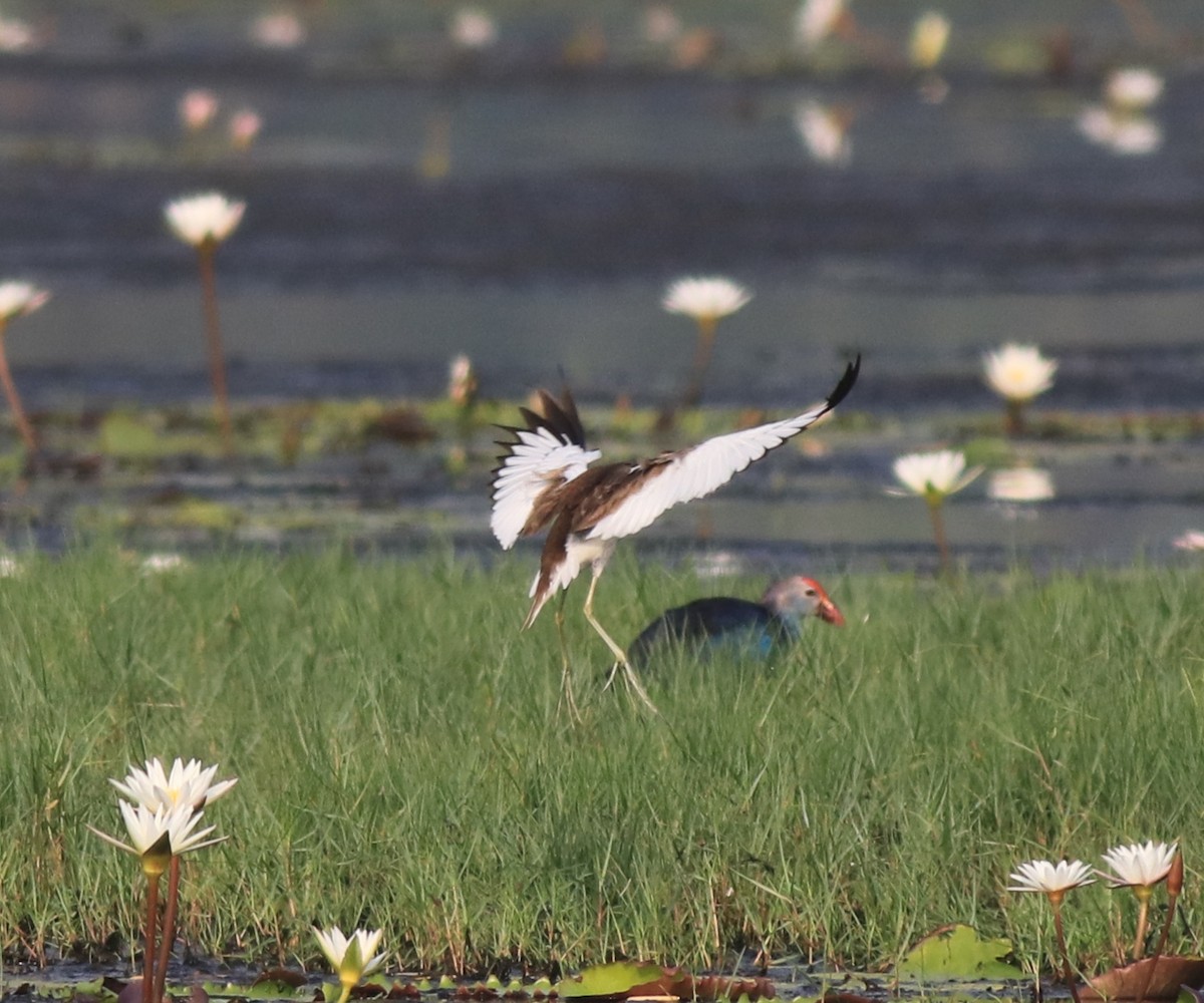 Jacana à longue queue - ML620696198