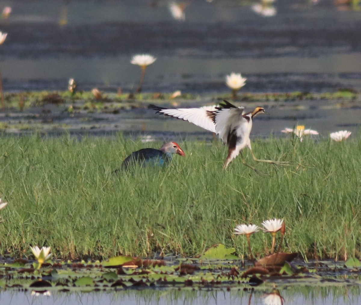 Pheasant-tailed Jacana - ML620696199