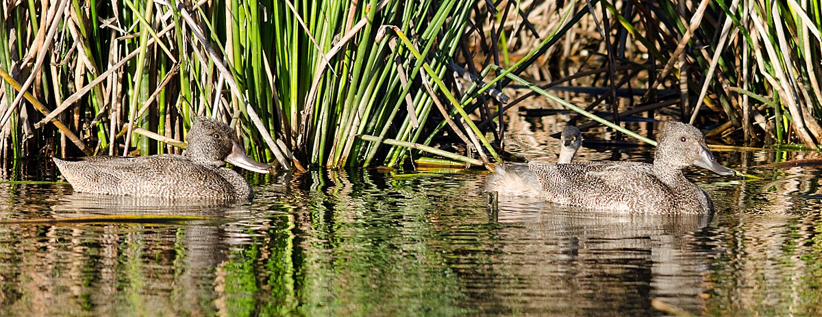 Freckled Duck - ML620696201