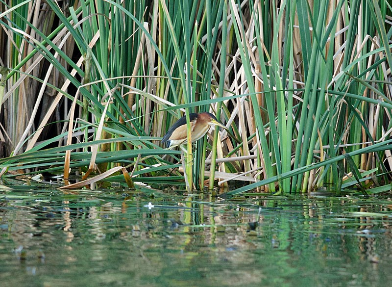 Black-backed Bittern - ML620696211