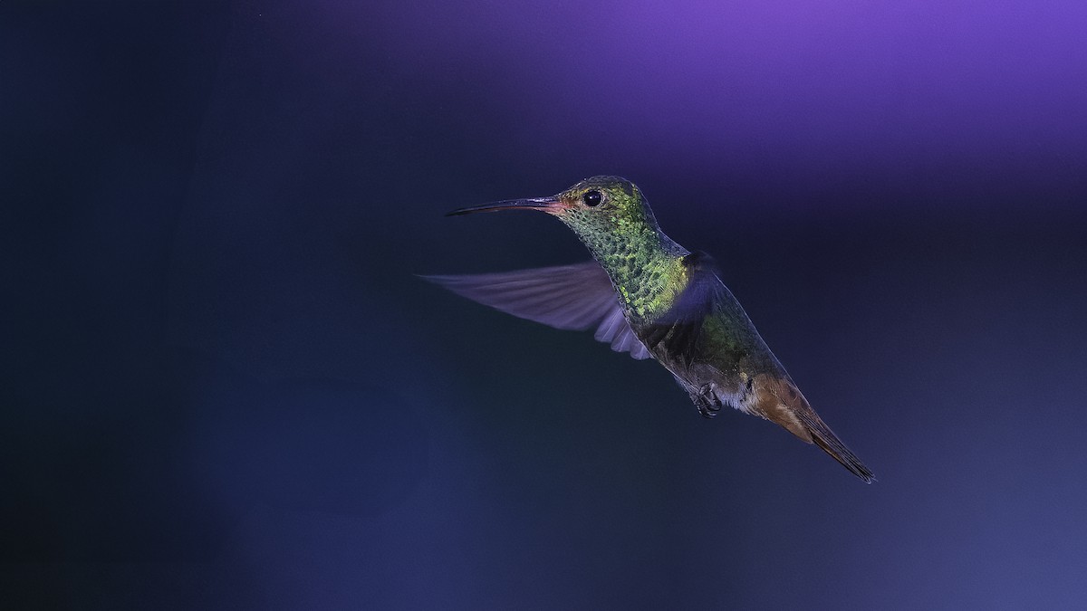 kolibřík rezavoocasý - ML620696213