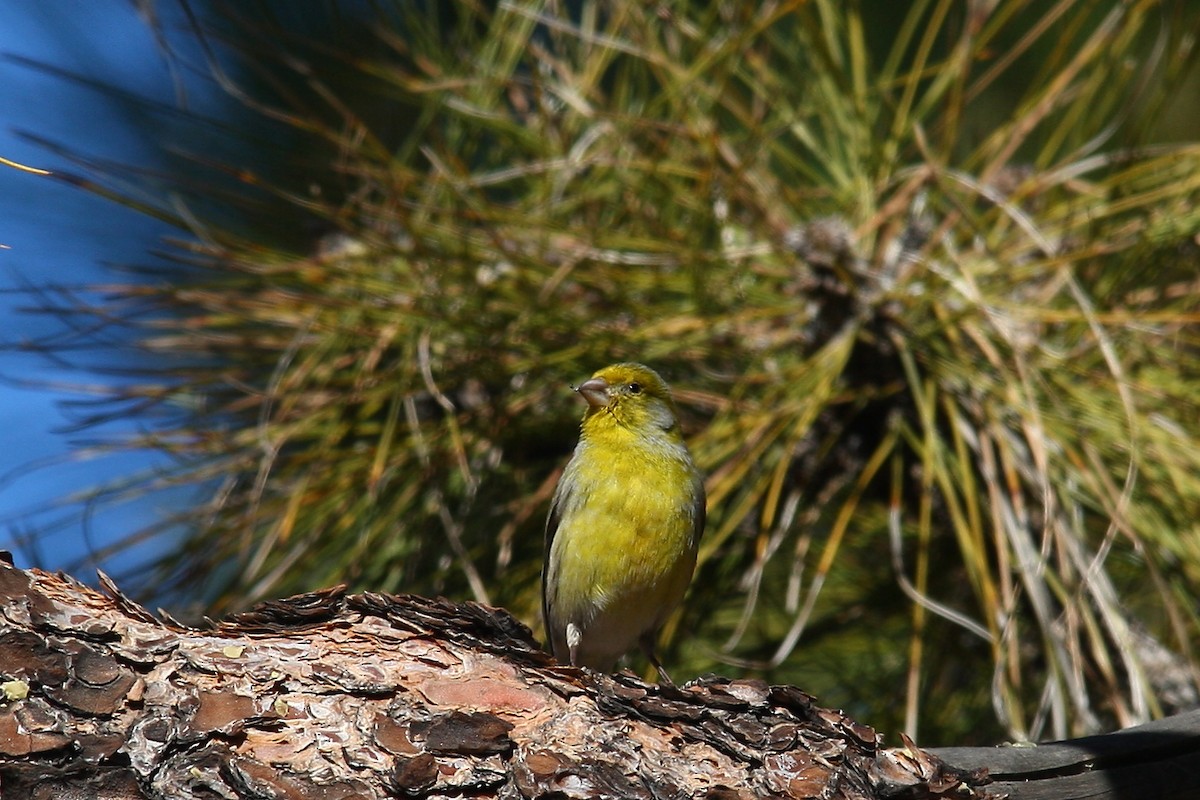 Serin des Canaries - ML620696214