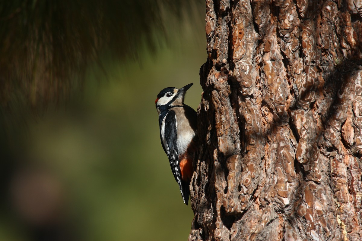 Great Spotted Woodpecker (Canarian) - ML620696217