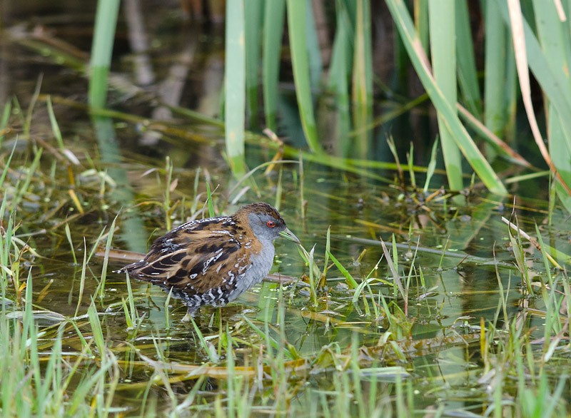 Baillon's Crake - ML620696229