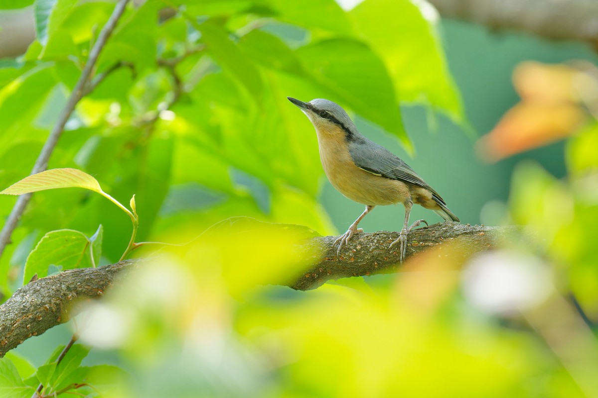 Eurasian Nuthatch (Chinese) - ML620696235