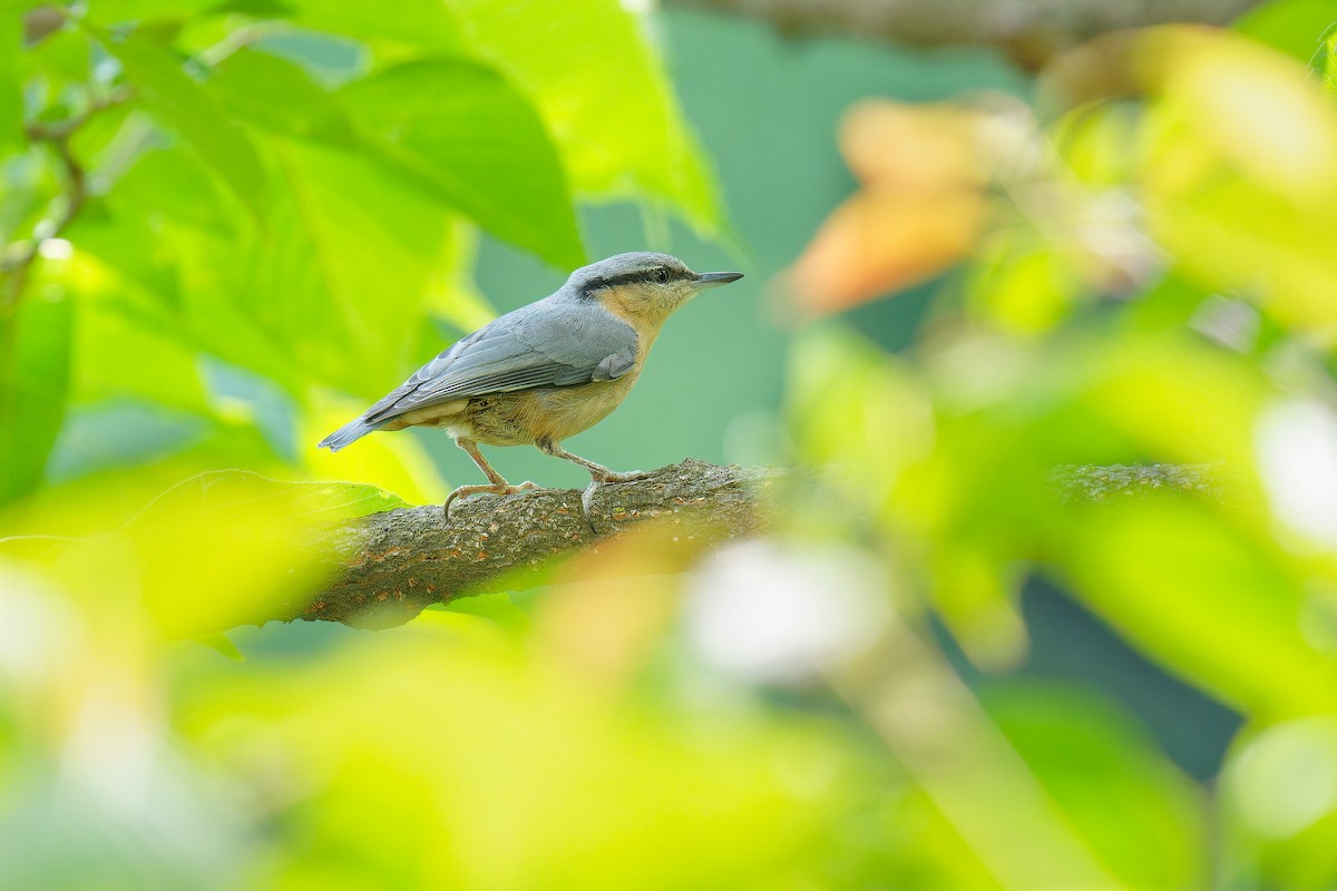 Eurasian Nuthatch (Chinese) - ML620696236