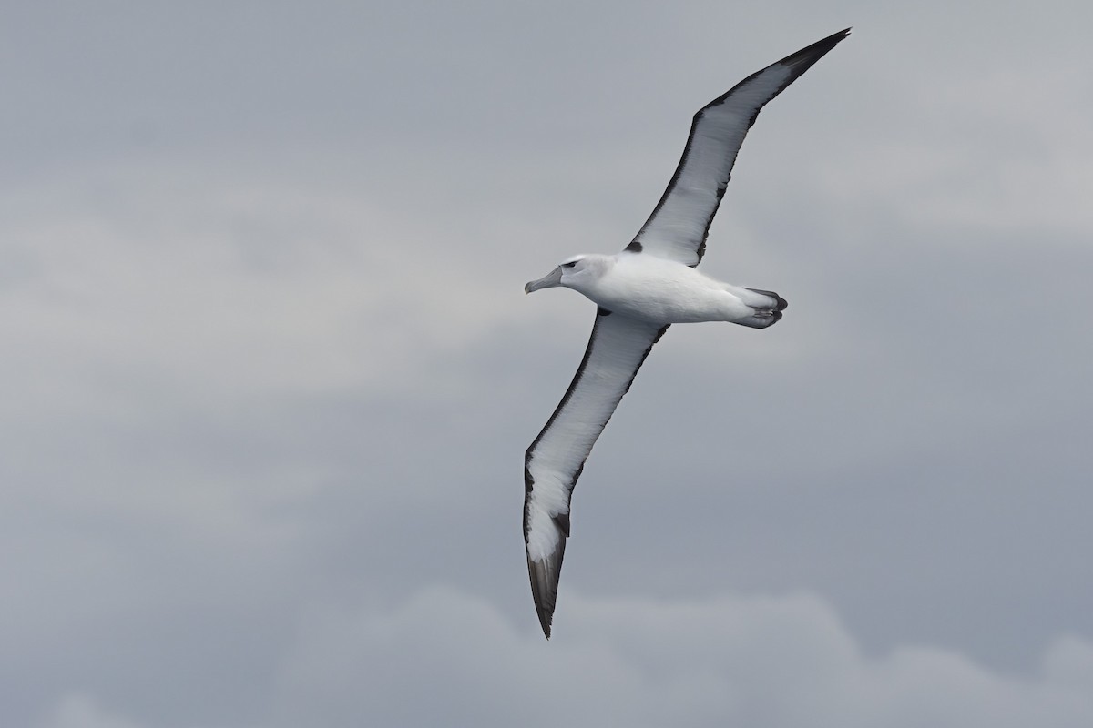 White-capped Albatross - ML620696237