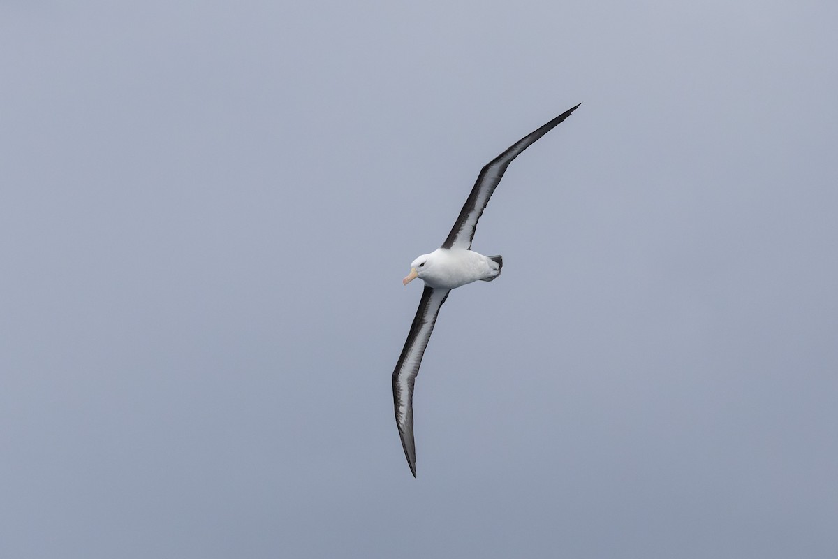 Albatros à sourcils noirs (melanophris) - ML620696238