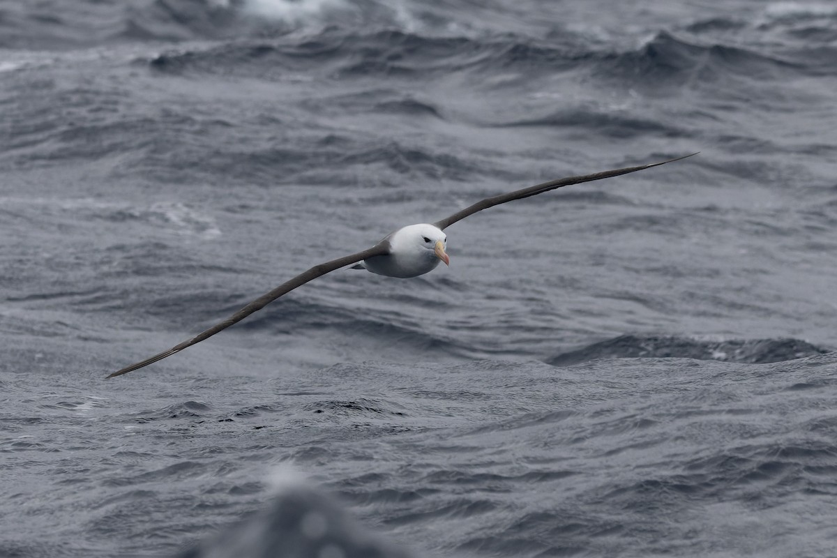 Kara Kaşlı Albatros (melanophris) - ML620696240