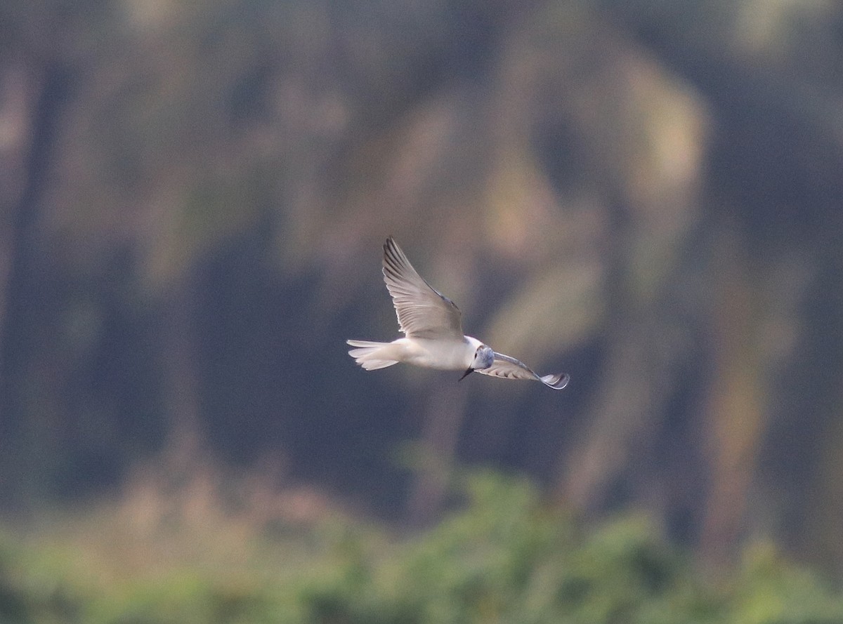 Whiskered Tern - ML620696248