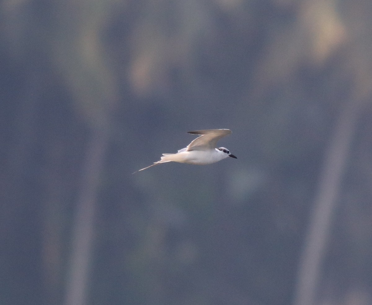 Whiskered Tern - ML620696251