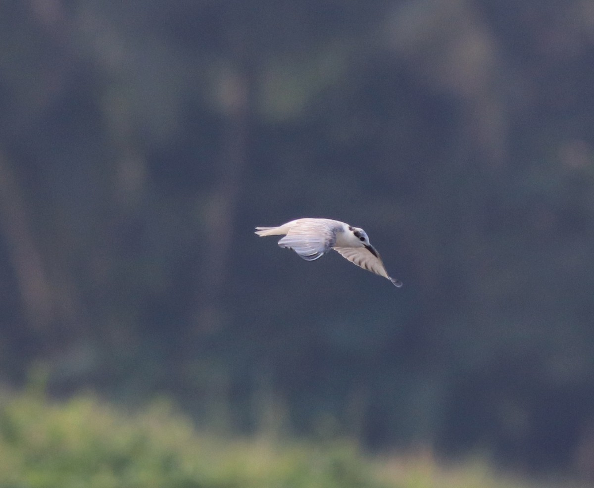 Whiskered Tern - ML620696254