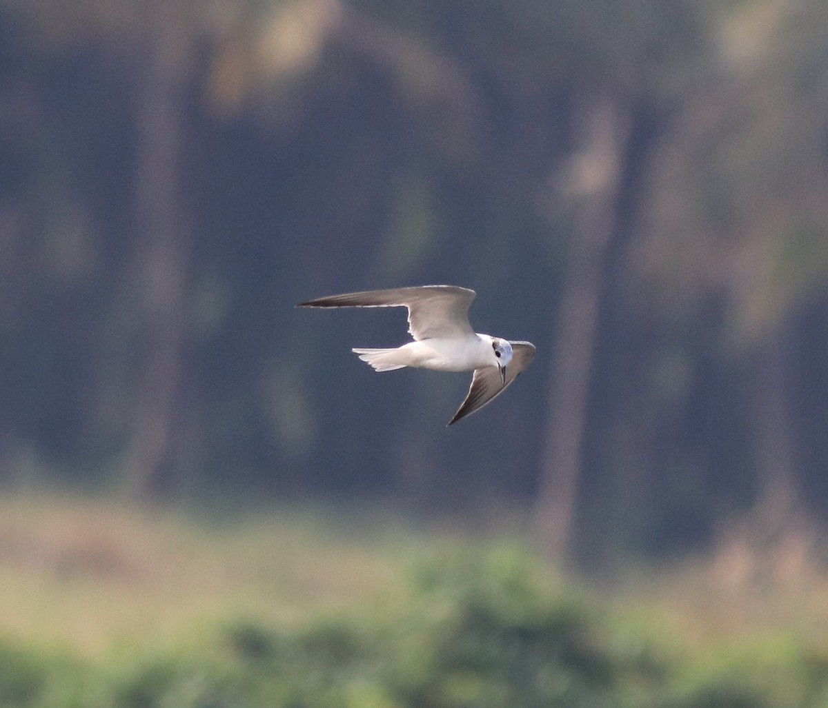 Whiskered Tern - ML620696255