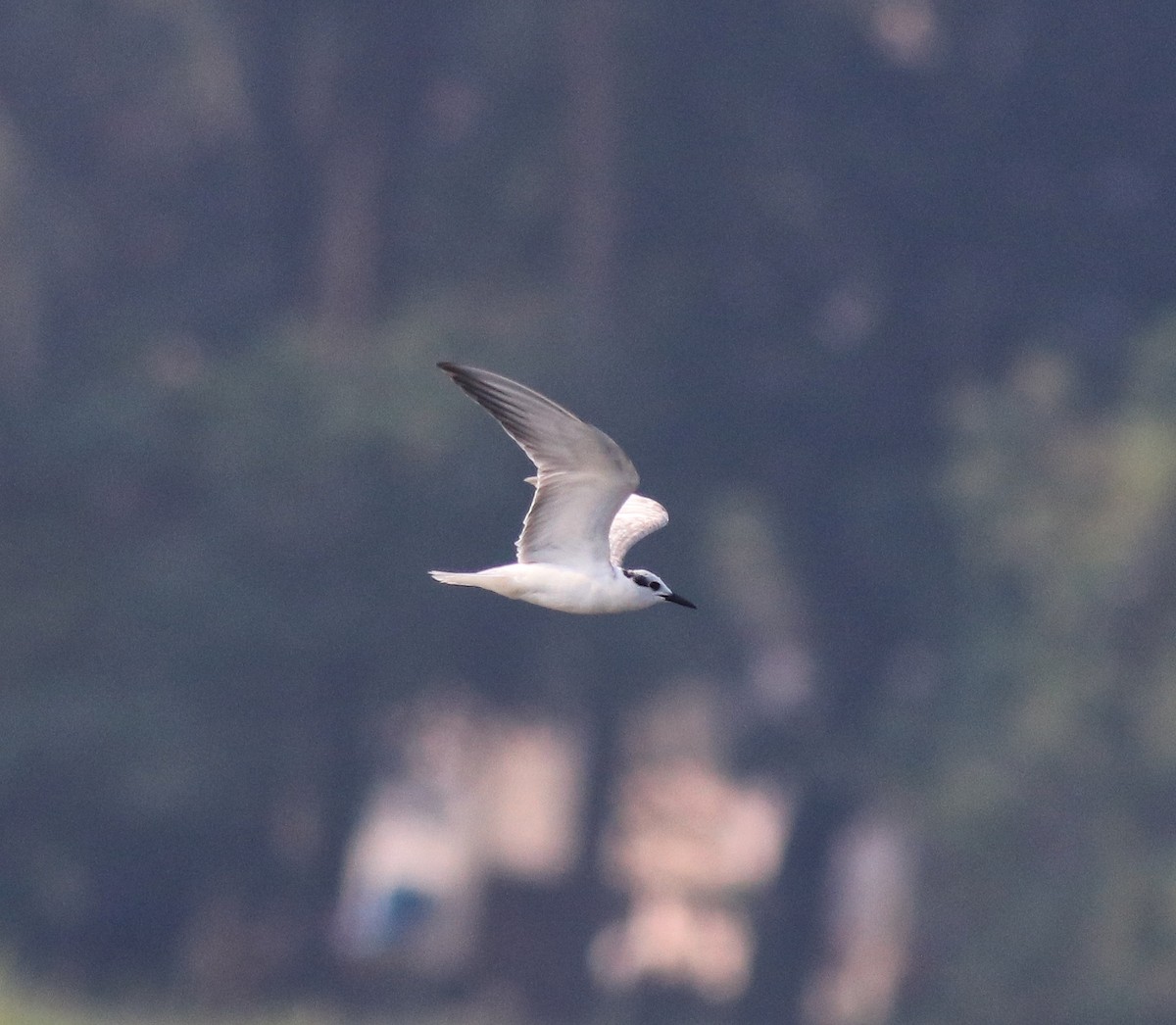 Whiskered Tern - ML620696256