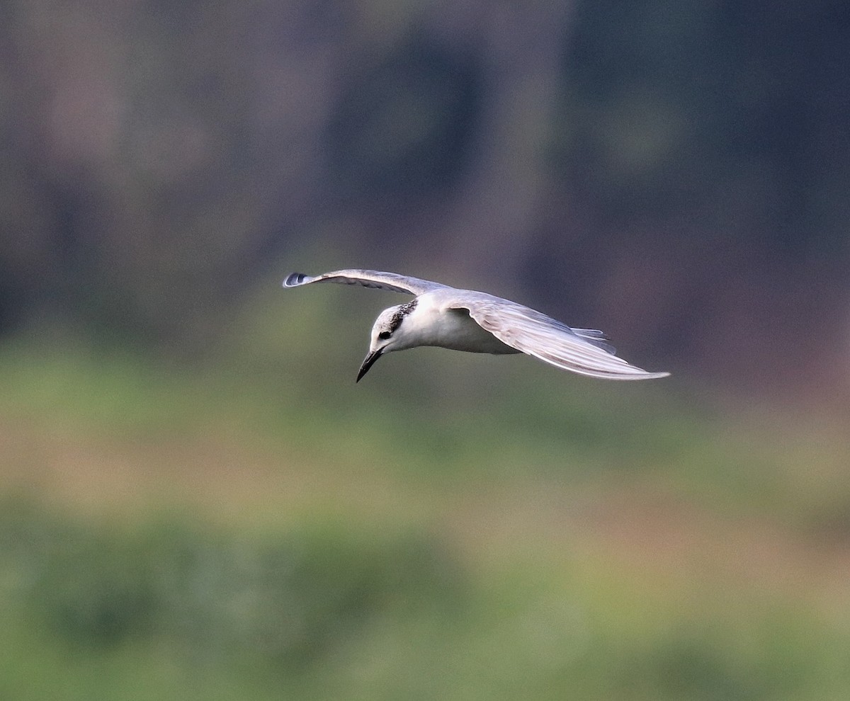 Whiskered Tern - ML620696258