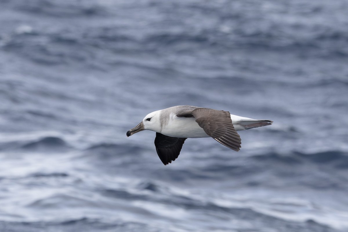 svartbrynalbatross (melanophris) - ML620696259