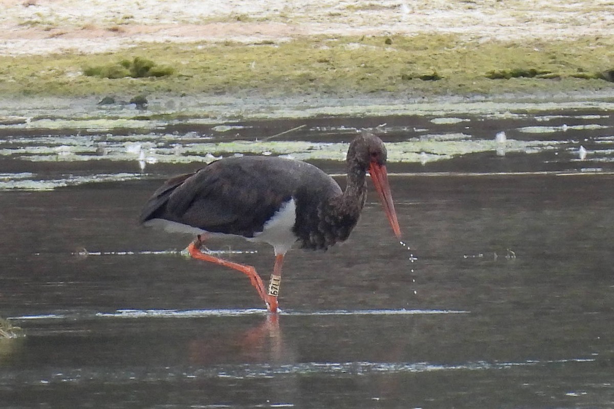 Black Stork - ML620696260