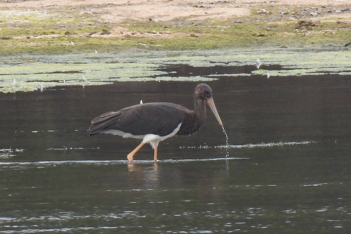 Black Stork - Wolfgang Henkes