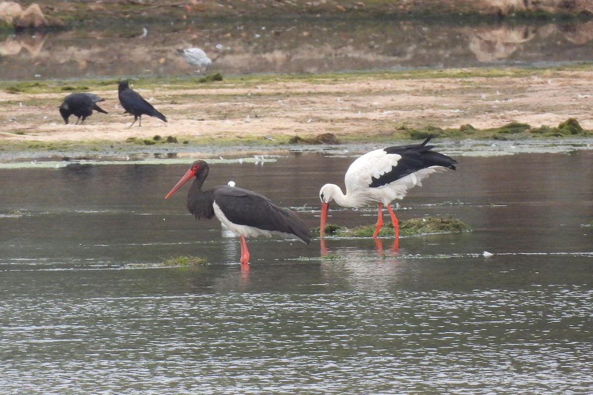 Black Stork - ML620696264