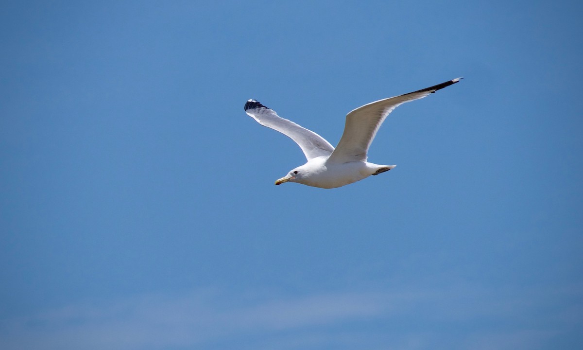 California Gull - ML620696269