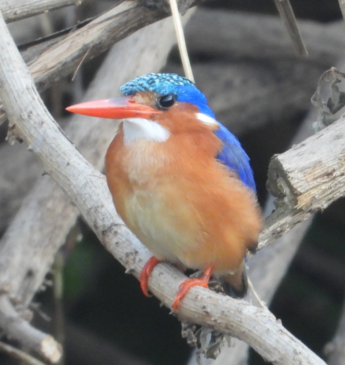 Malachite Kingfisher - ML620696274