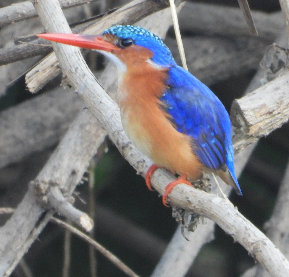 Malachite Kingfisher - ML620696275