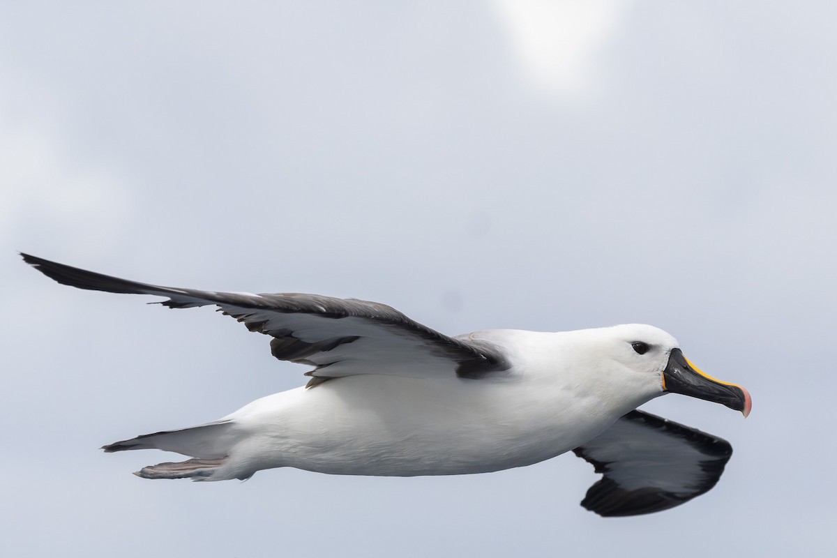 Indian Yellow-nosed Albatross - ML620696277