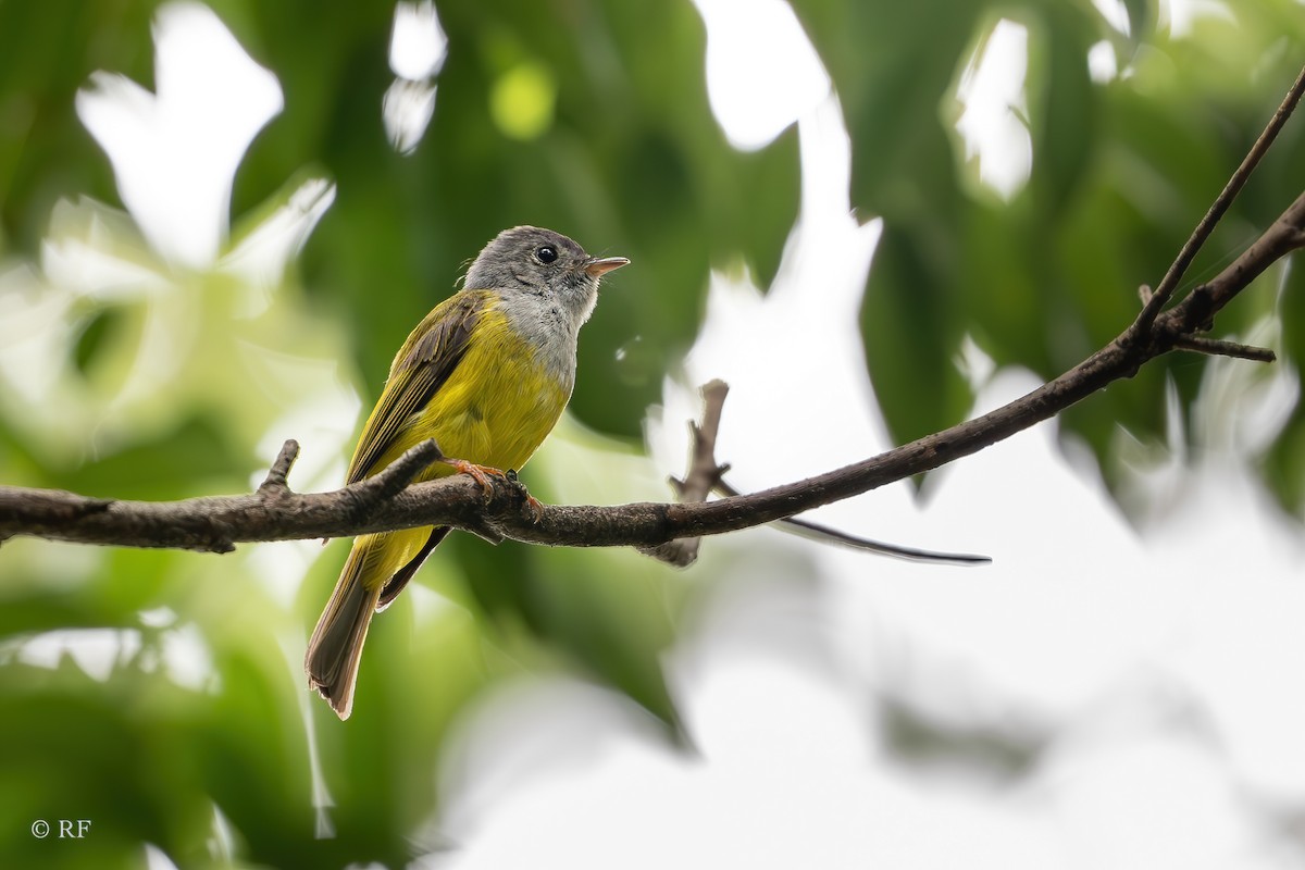 Gray-headed Canary-Flycatcher - ML620696279