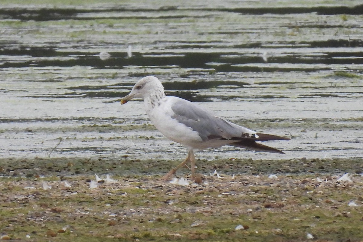 Herring Gull - ML620696280