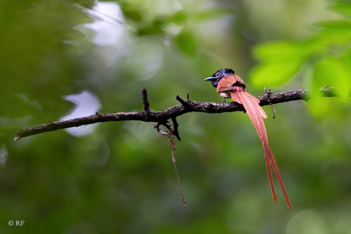 Amur Paradise-Flycatcher - ML620696282