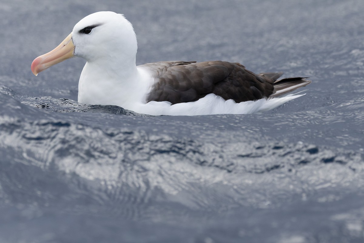 albatros černobrvý (ssp. melanophris) - ML620696284