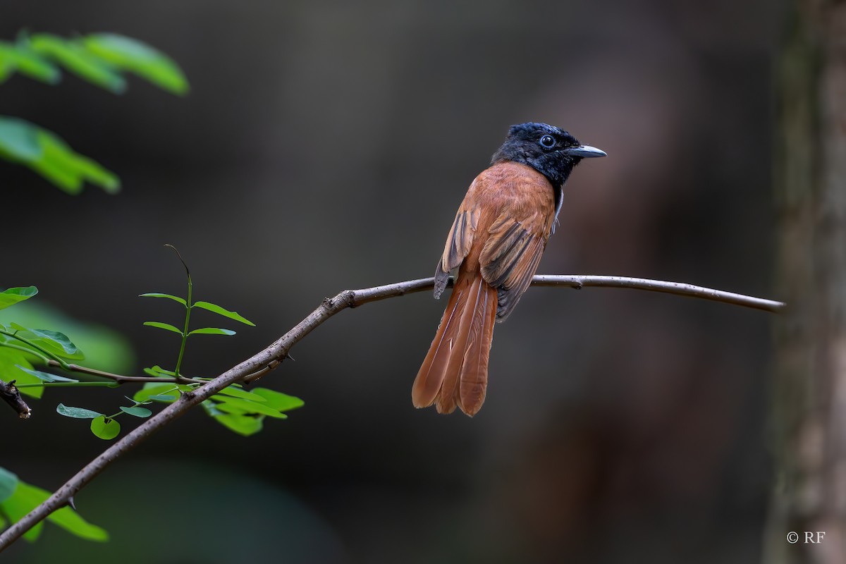 Amur Paradise-Flycatcher - ML620696285