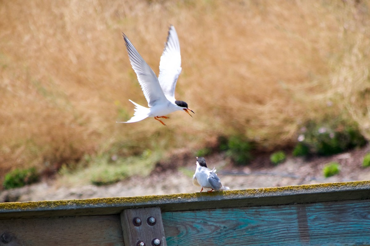 Forster's Tern - ML620696287