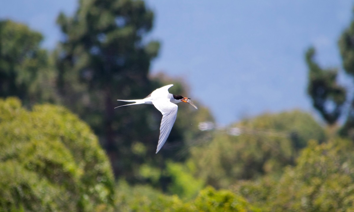 Forster's Tern - ML620696292