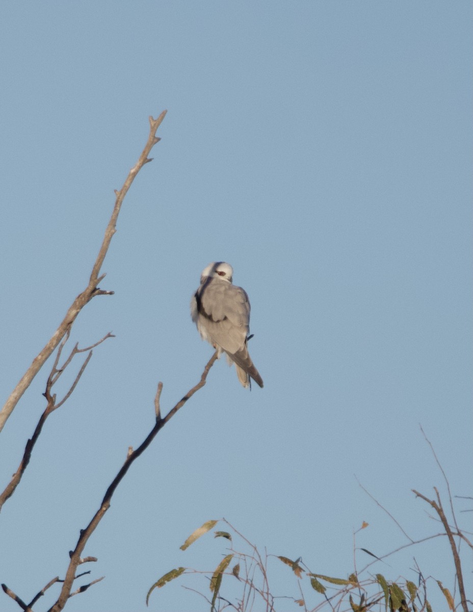 Black-shouldered Kite - ML620696295