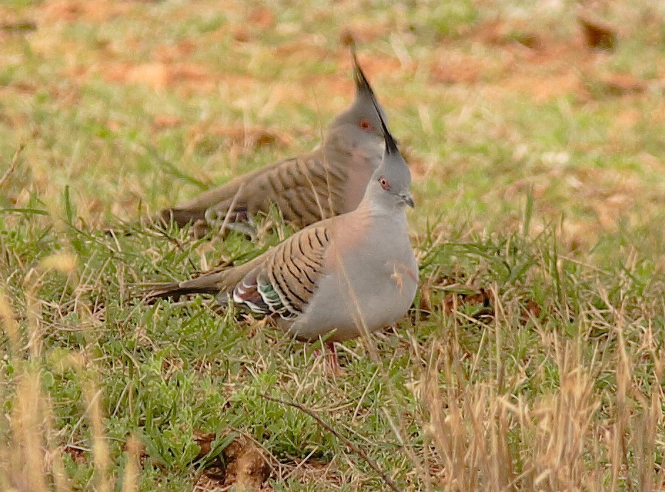 Crested Pigeon - ML620696297