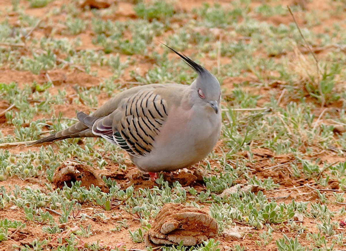 Crested Pigeon - ML620696298