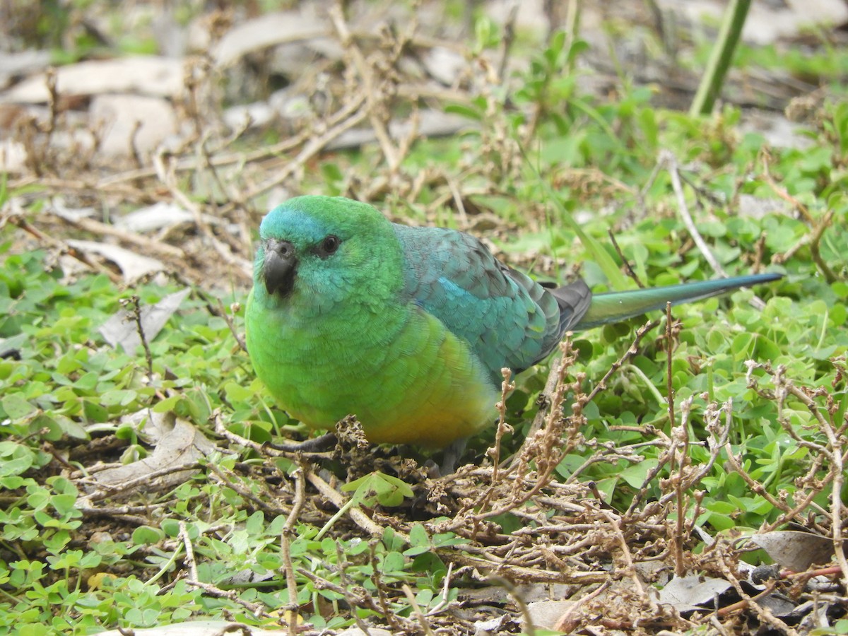 Red-rumped Parrot - ML620696304