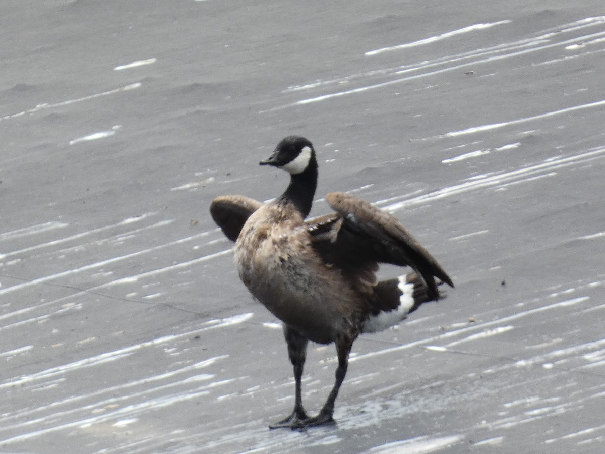 Cackling Goose - ML620696311