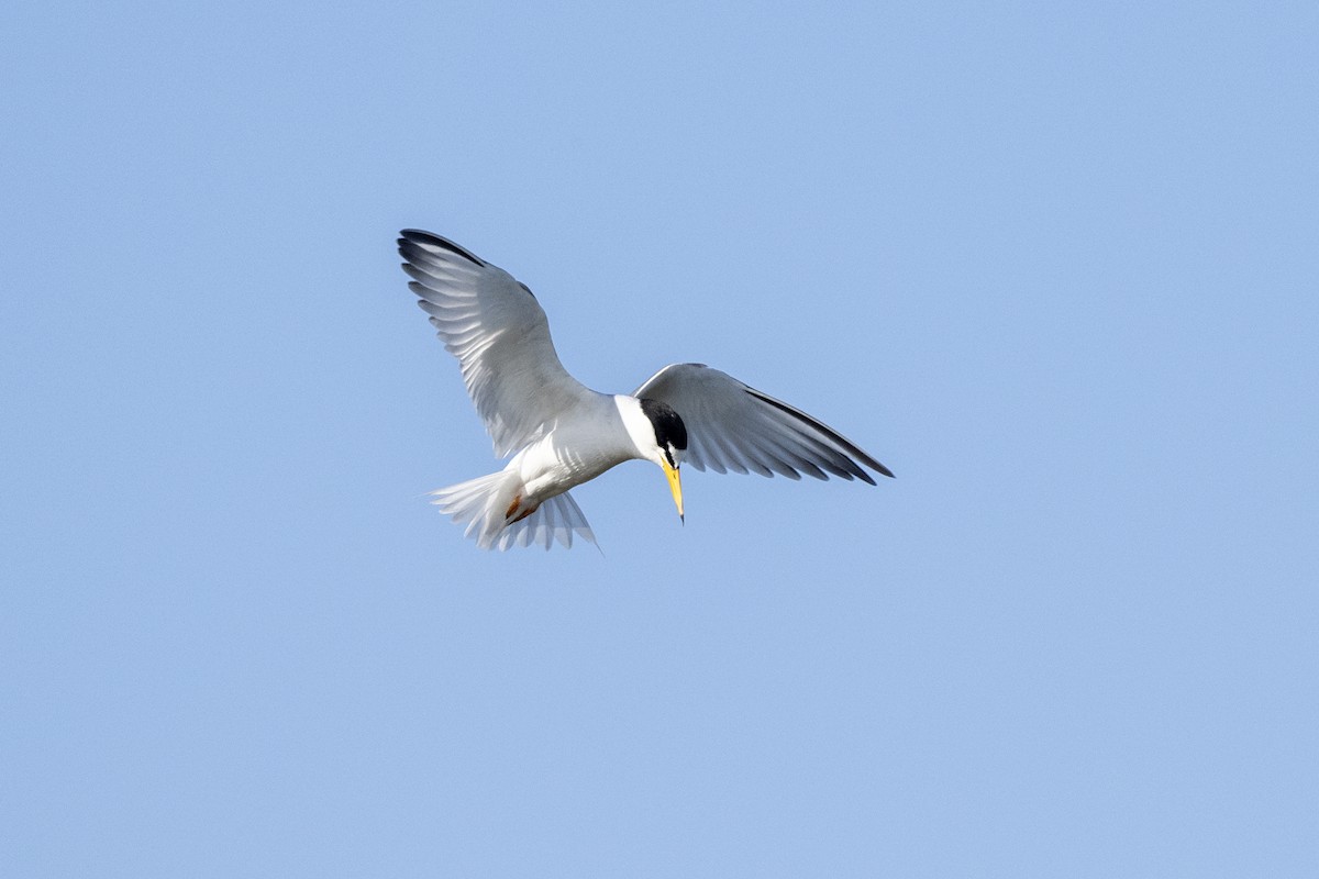 Little Tern - ML620696314